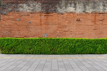 Hedge and wall
