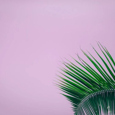 Leaf on pink background