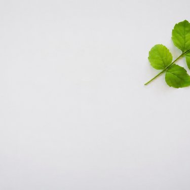 Leaf background