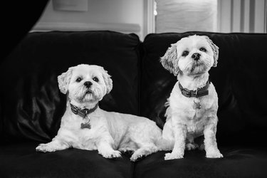 Teddy and Milo on a sofa