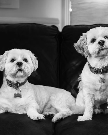 Teddy and Milo on a sofa