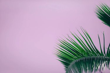 Leaf on pink background