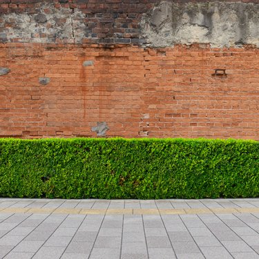 Hedge and wall